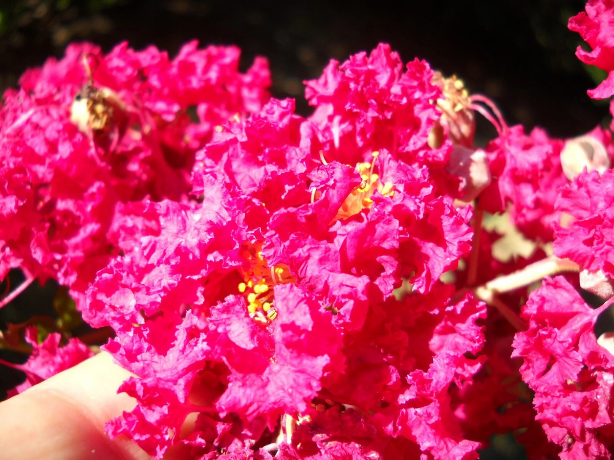 Crepe Myrtle Cuttings 12 Pack Red Pink Raspberry Lagerstroemia Flowering Tree Propagation