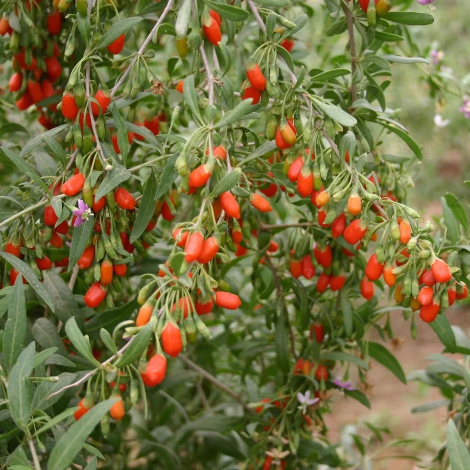 Goji Berry Live Plant – 6" Potted Cutting Ready to Plant, Lycium barbarum Starter for Home Garden Growing