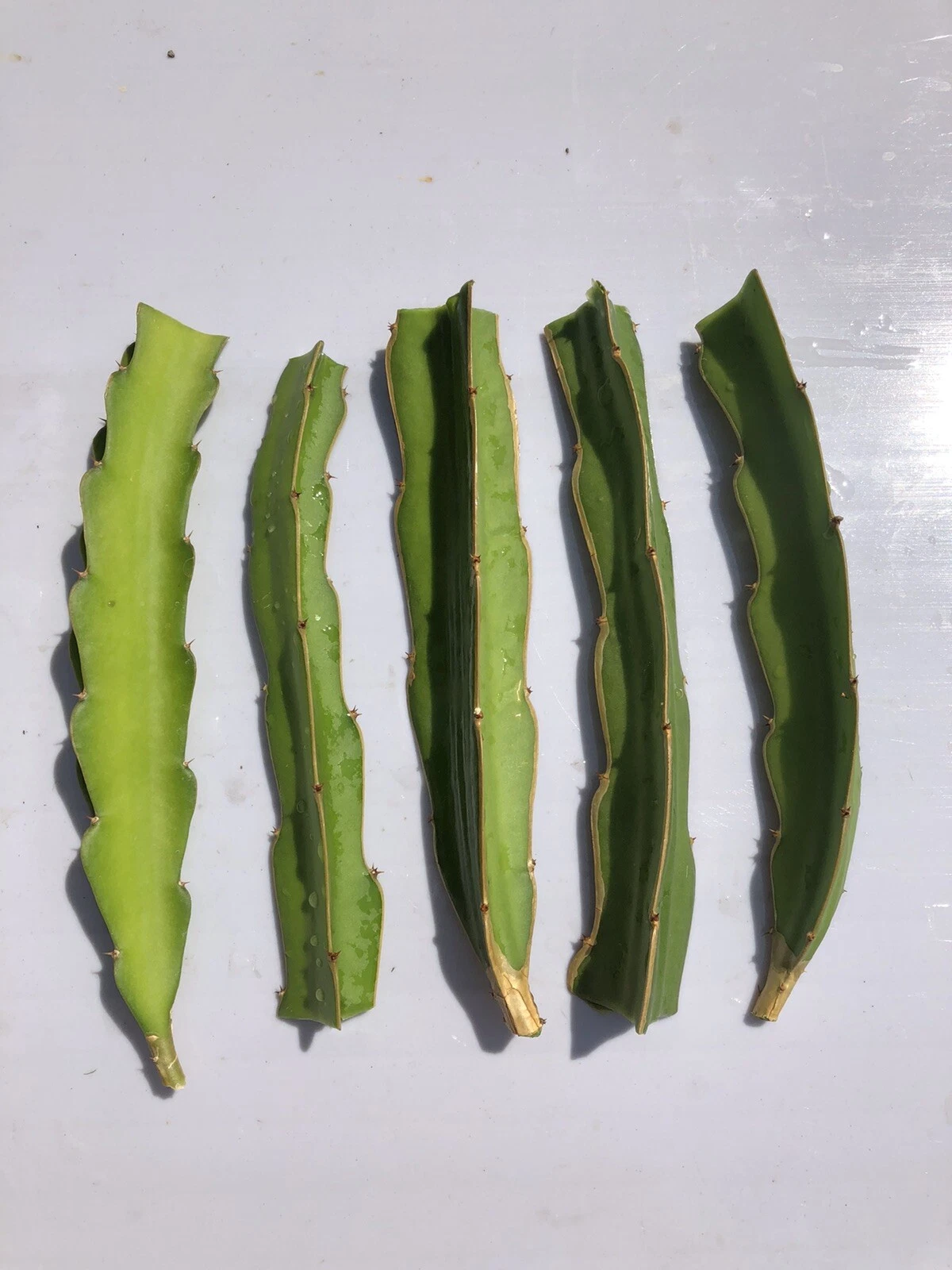 White Dragon Fruit Cuttings – 5 Unrooted Selenicereus Climbing Cactus Propagation Material