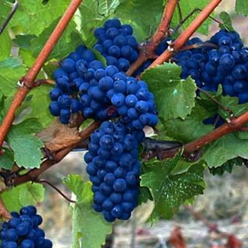 Blue André Grape Vine Cuttings – 30 Unrooted Vitis Hybrid for Propagation, Climbing Vine, Full Sun, Well-Draining Soil