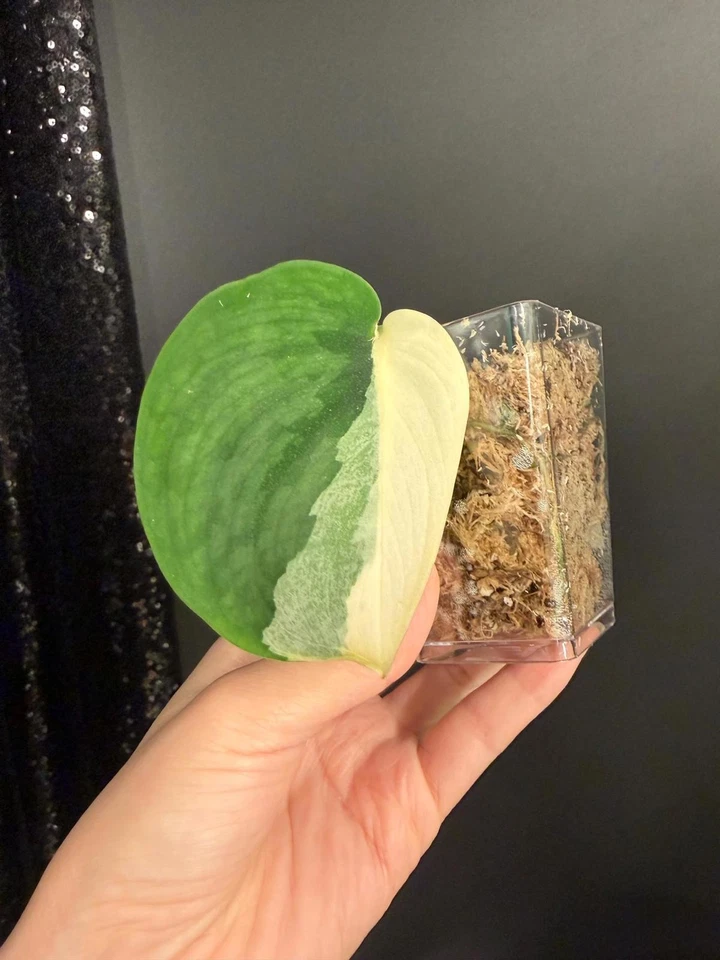 Rooted Scindapsus JunJung Buih Half Moon Variegated Plant Cutting - Indoor Trailing Houseplant, Tropical, Live Rooted Cutting