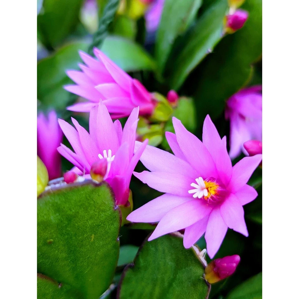 Pink Easter Cactus Cuttings Rhipsalidopsis gaertneri Unrooted Spring Bloom Segments for Indoor Growing