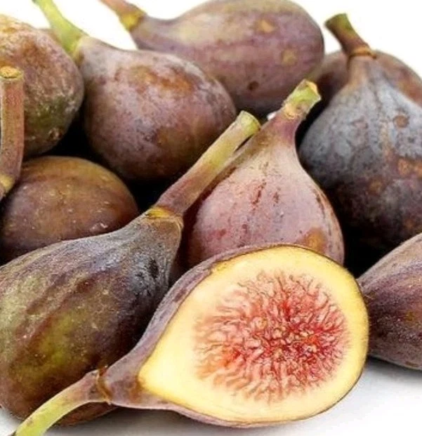 Celeste Fig Cutting – Unrooted Ficus carica ‘Celeste’ Hardy Fig Propagation Stem for Planting
