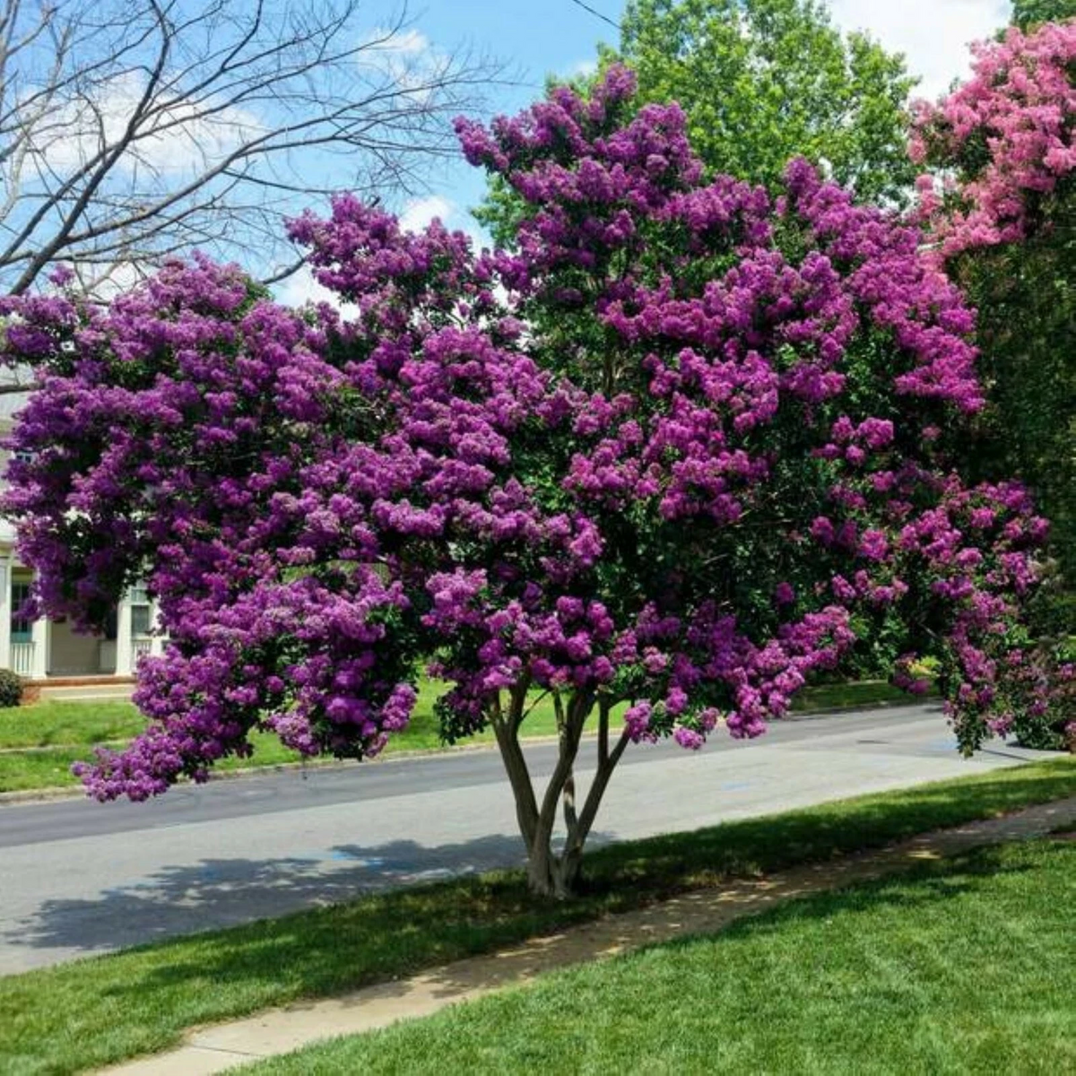Crape Myrtle Cuttings – 7 Fresh Unrooted Stems for Rooting – Lagerstroemia spp. Landscape Shrubs & Small Trees