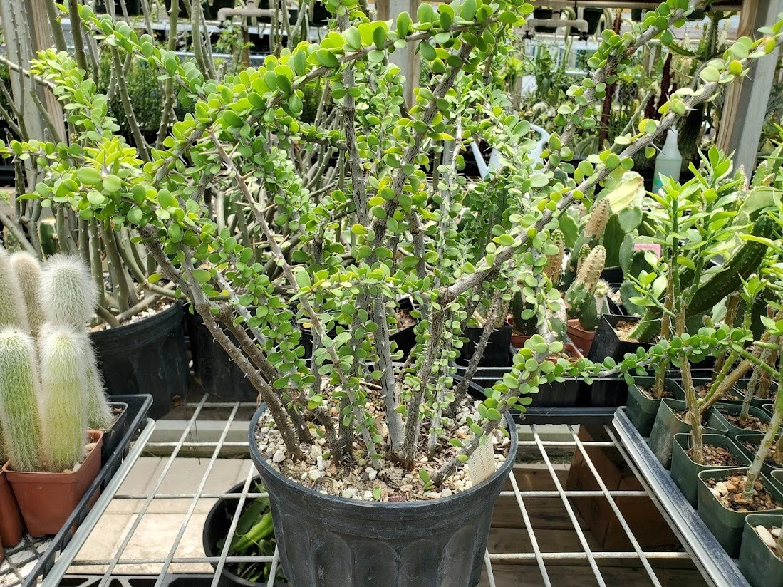 Alluaudia Humbertii Succulent Cutting - Madagascar Spiny Didiereaceae Plant - Rooted Succulent Shrub