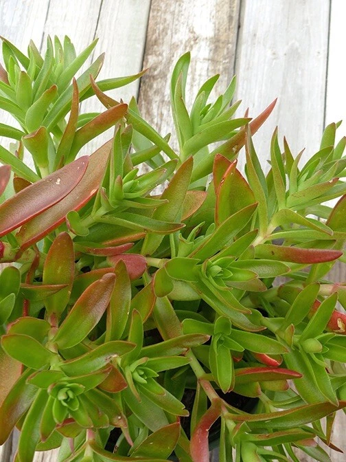 3 Crassula Campfire Cuttings – Crassula capitella Succulent Stems, Bright Red-Green Leaves, Live Unrooted Cuttings