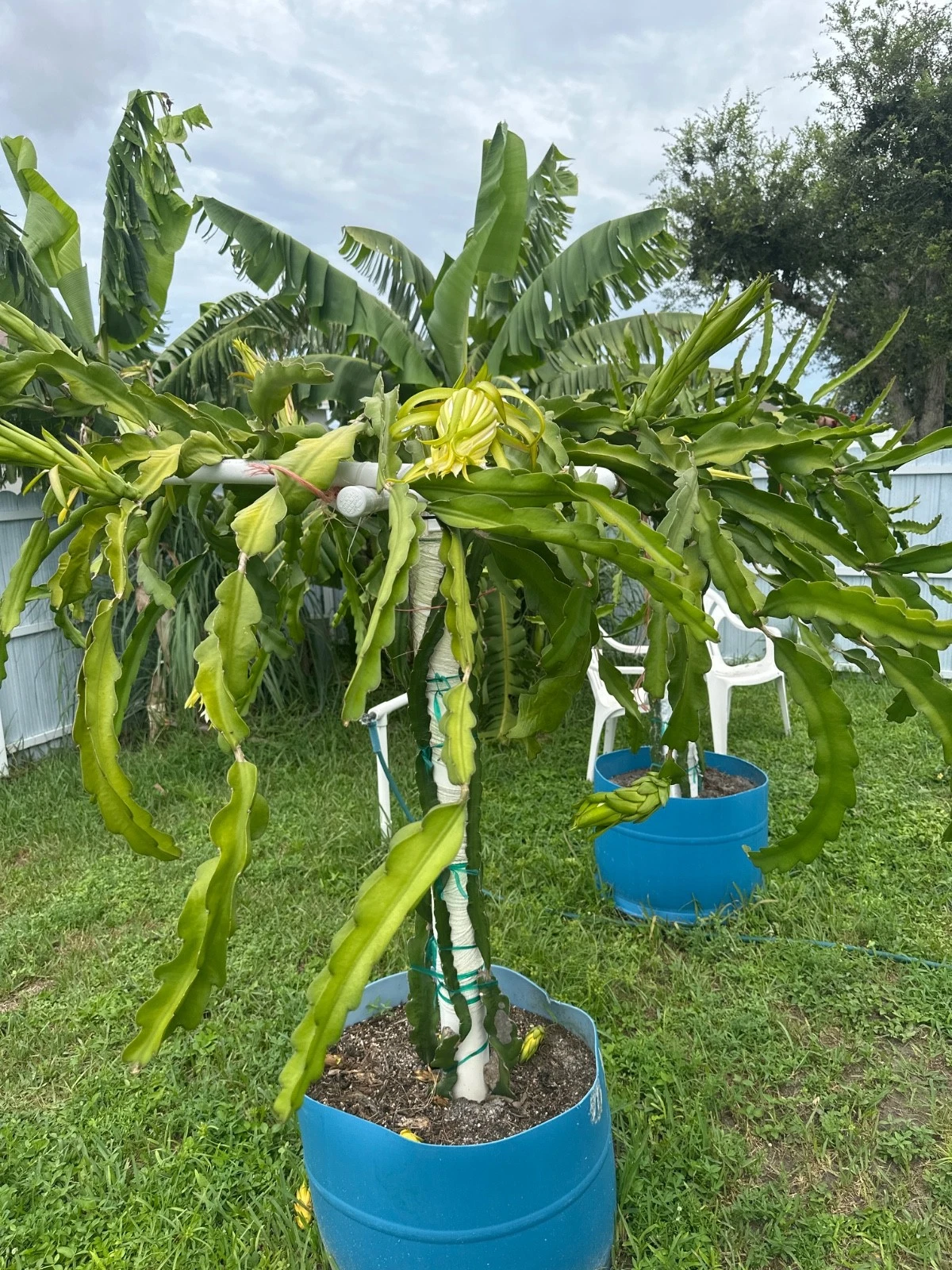 Red Dragon Fruit Cutting 12"+ Live Hylocereus Stem for Warm Climates, Florida Grown Pitahaya, Vining Cactus, Edible Landscape