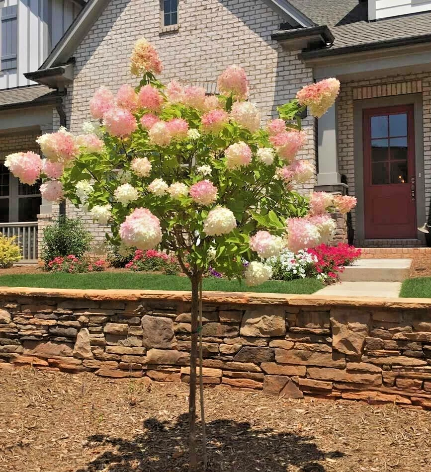 Vanilla Strawberry Hydrangea Cuttings – 20 Unrooted Hydrangea paniculata Propagation Cuttings, Color-Changing Blooms