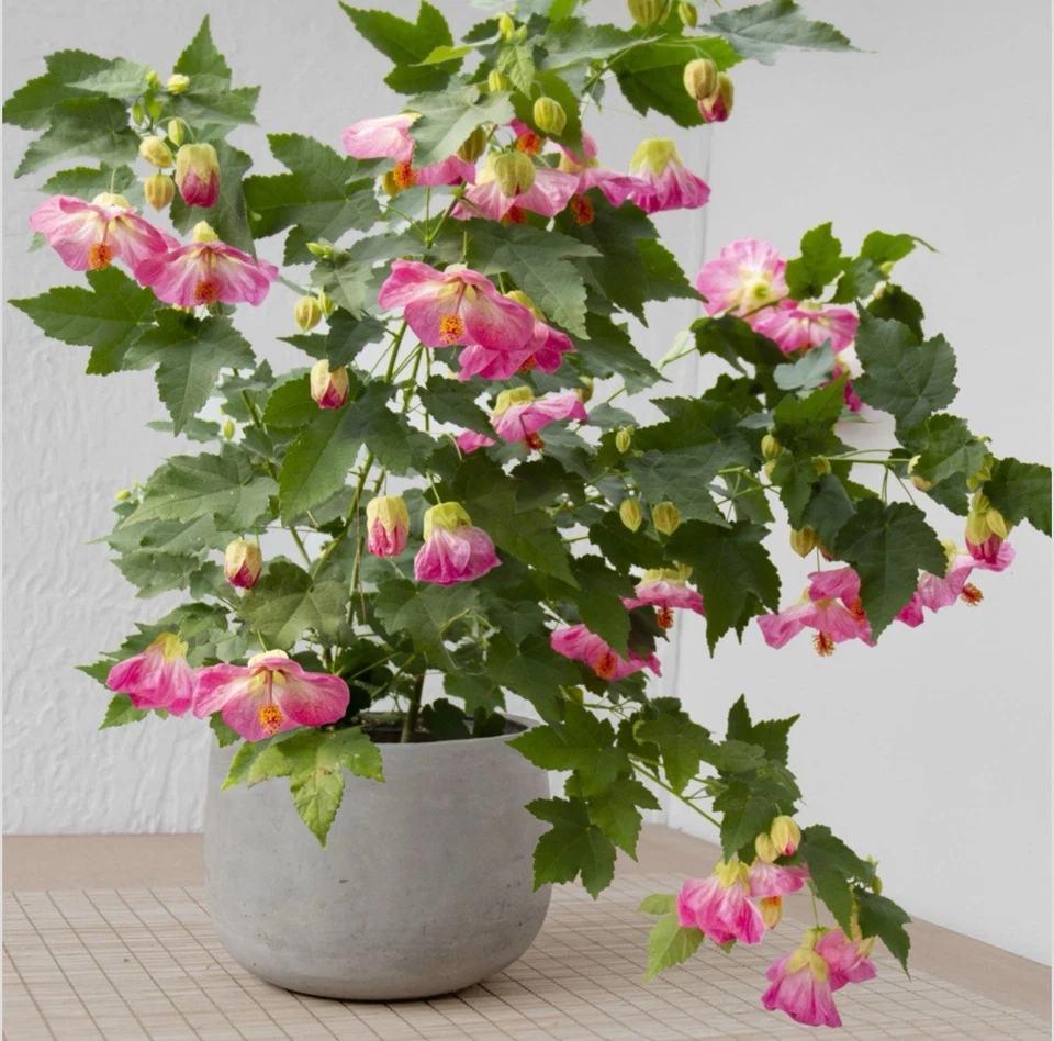 Pink Abutilon Flowering Maple Live Starter Plant, Small Rooted Shrub for Patio, Garden & Containers, Abutilon hybridum