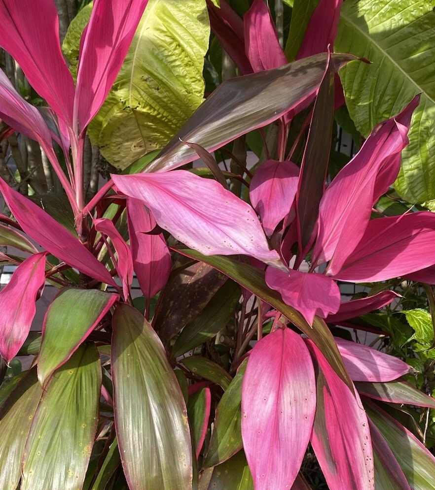 Hawaiian Ti Plant Cuttings – 4 Fresh 5–7" Stems | Cordyline fruticosa | Unrooted Colorful Tropical Starter Cuttings