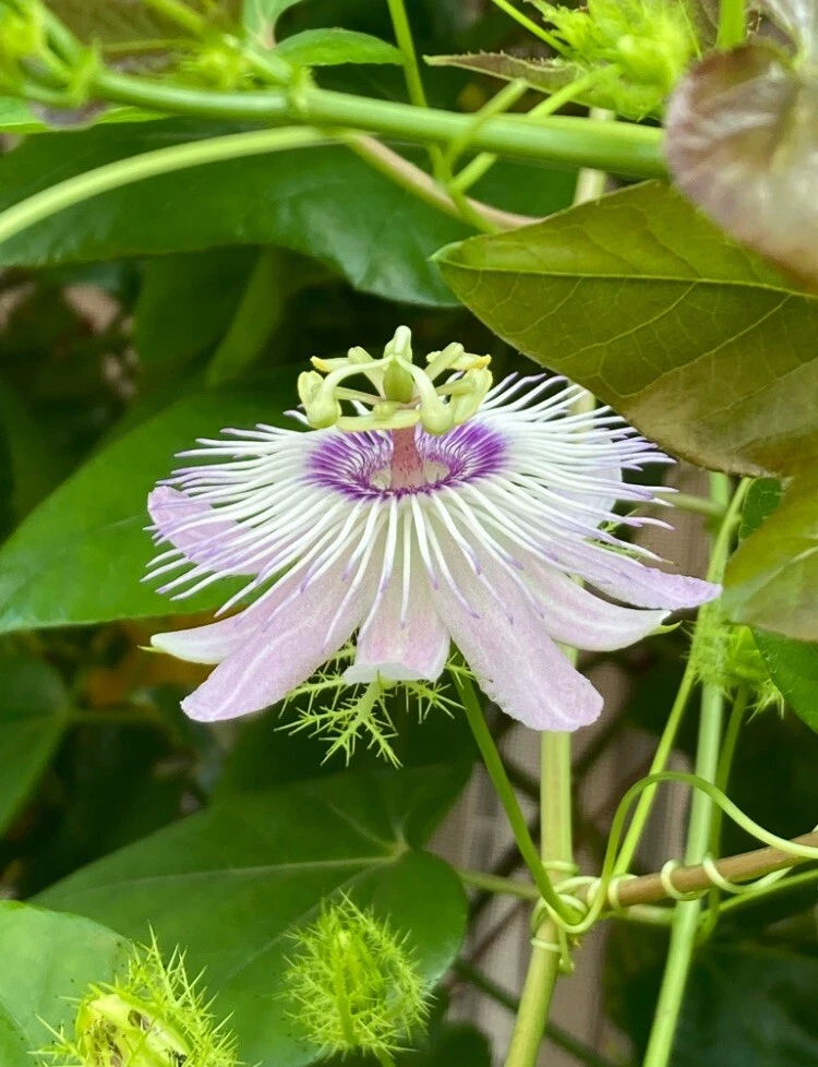 Passiflora Vine Cuttings – 50 Fresh 7" Stem Cuttings, Live Passionflower Vine Starts, Butterfly Host Plant for Garden Trellises
