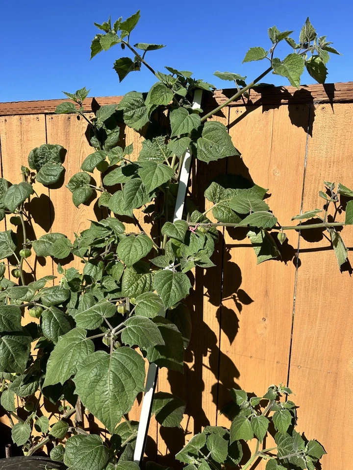 Golden Berry Fruit Cuttings – 6 Live Physalis peruviana, 4-Inch Planting Cuttings, Cape Gooseberry Propagation, Fruit Plant for Garden