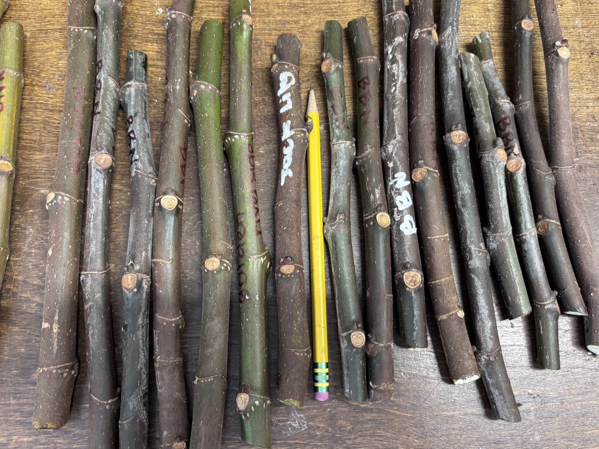 Ronde de Bordeaux Fig Cuttings – Unrooted Hardwood Ficus carica Propagation for Garden or Container Growth