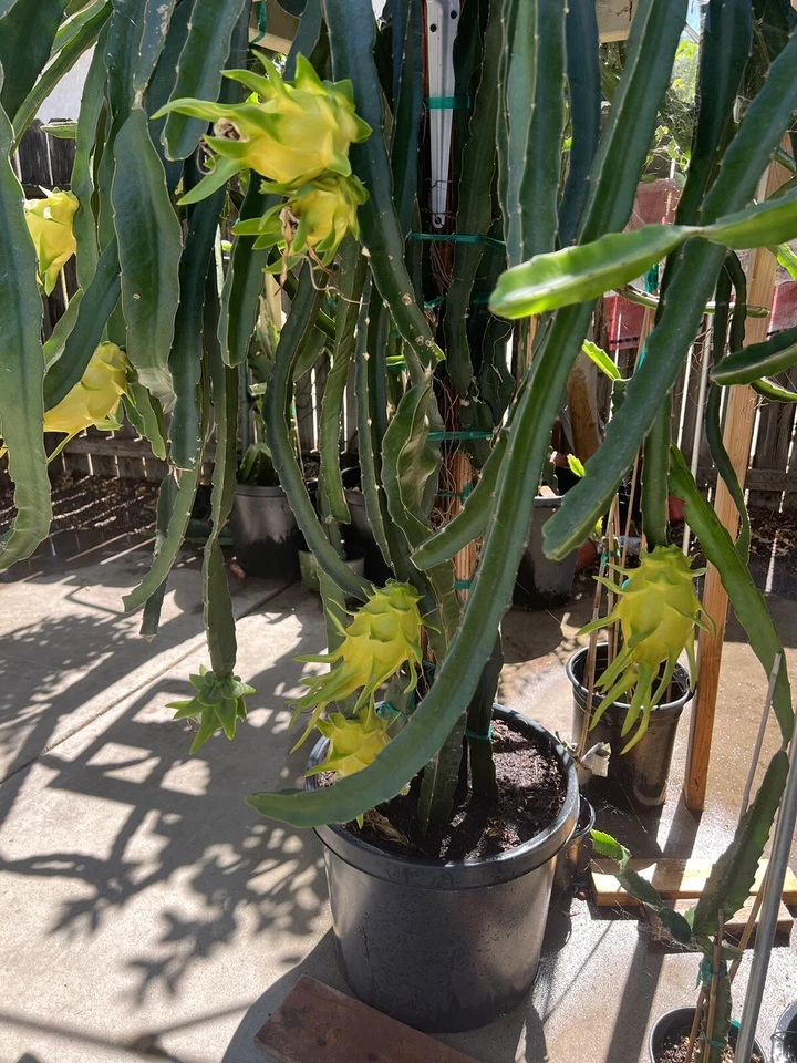 Yellow Dragon Fruit Cuttings 4 Pack Israel Yellow Hylocereus Tropical Cactus Fruit Plants