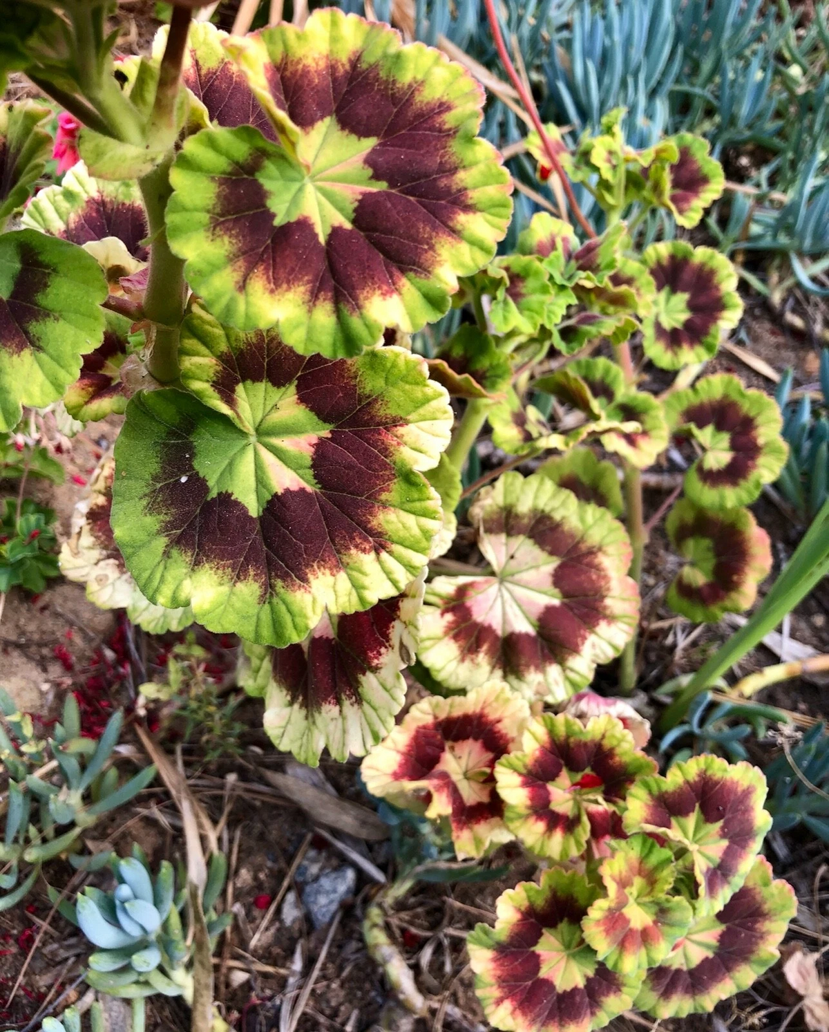 Rare Variegated Pelargonium Zonal Geranium Live Starter Cutting – Colorful Foliage for Pots & Garden