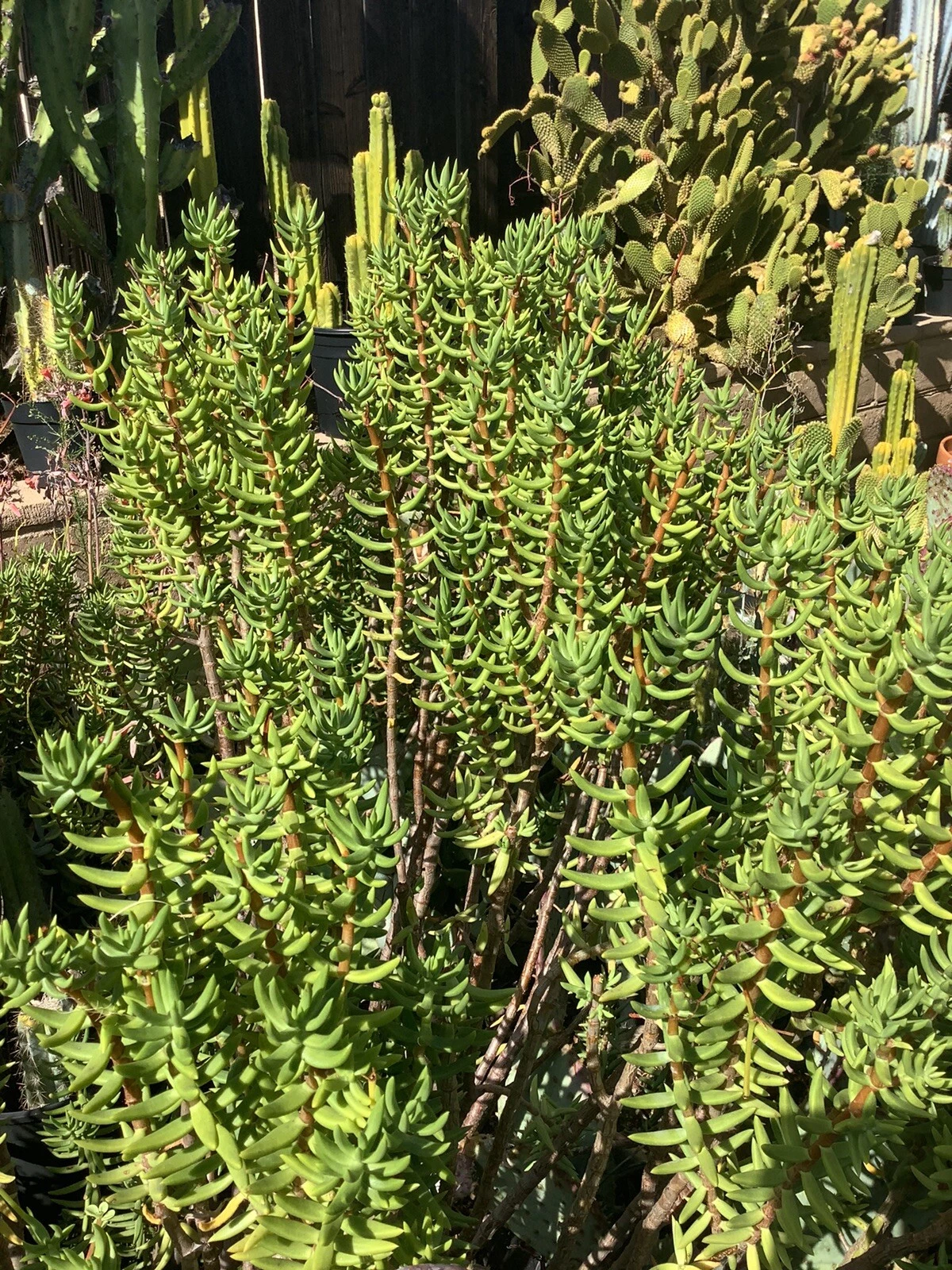 Crassula Tetragona Mini Pine Tree Succulent Cuttings – 7 Live 5-8" Hardy Succulent Stems for Indoor Pots & Rock Gardens