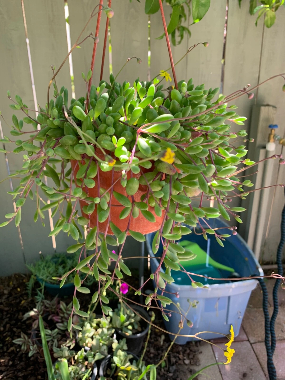 Succulent Cuttings - 8" Ruby Necklace (Othonna capensis) Trailing Live Plant Propagation Stems