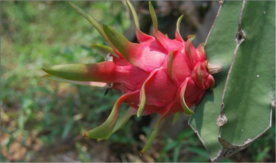 Dragon Fruit Cuttings 8 Inch Red Flesh Self-Pollinating Hylocereus spp.