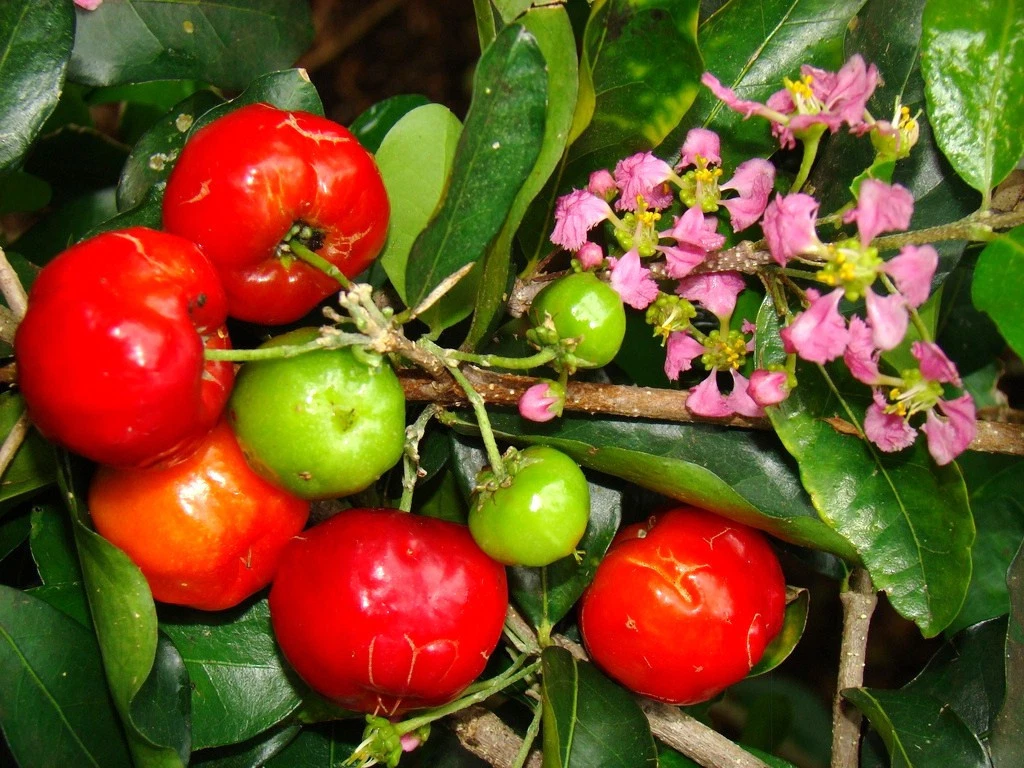 Barbados Cherry Seeds, Malpighia emarginata, Tropical Fruit Plant Seeds for Planting, 5 Seeds