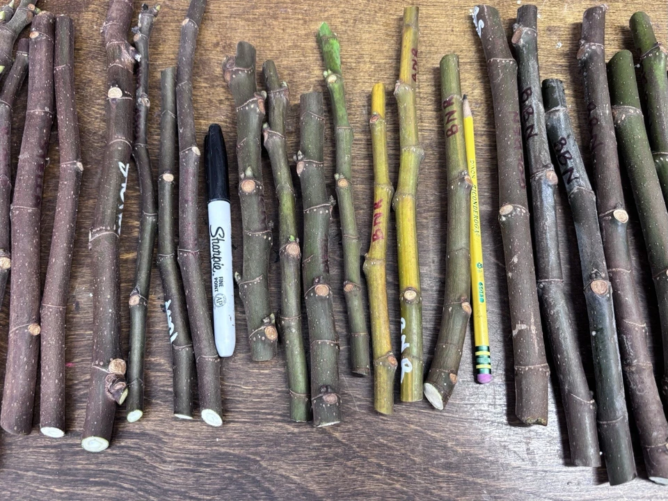 Unrooted Malta Black Berry Fig Cuttings – Ficus carica Cultivar for Propagation & Home Garden
