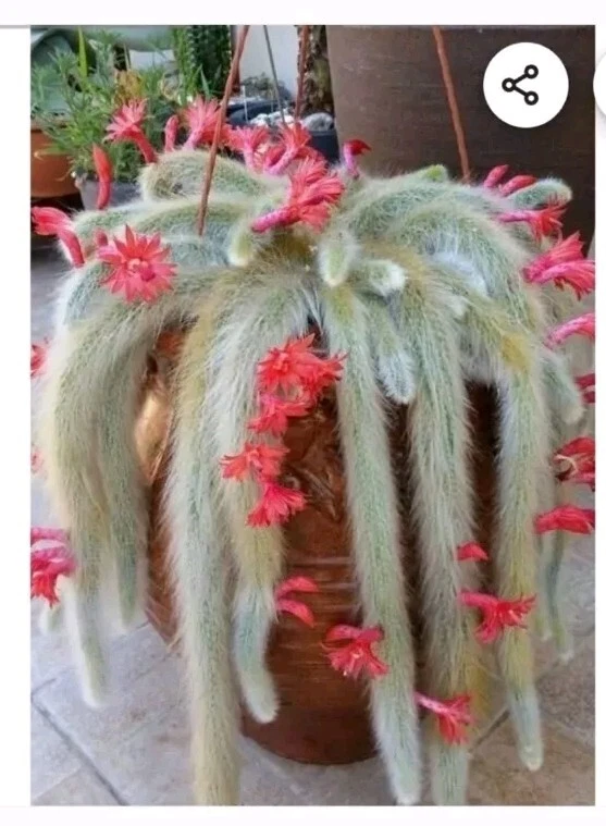 Monkey Tail Cactus Cutting – 8” Live Cleistocactus colademononis End Cutting, Soft-Haired Hanging Succulent for Pots & Baskets