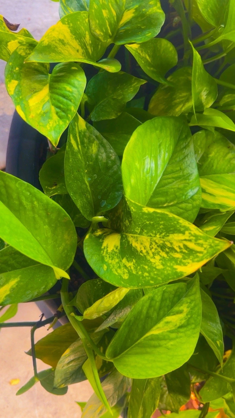 Variegated Golden Pothos Rooted Cutting – Epipremnum aureum, Indoor Climbing Houseplant, 3 Nodes