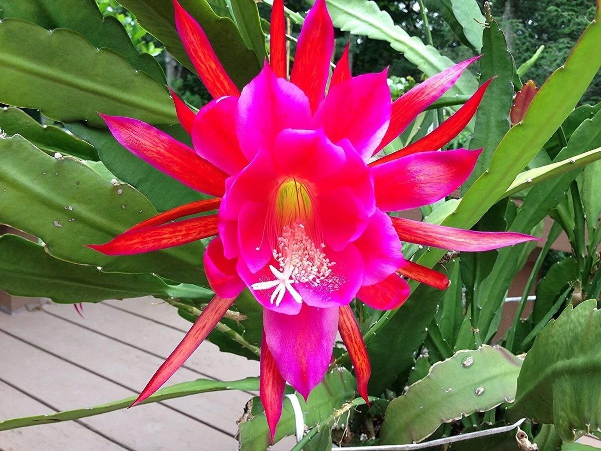 Rosy Swirl Orchid Cactus Cuttings – Epiphyllum ‘Rosy Swirl’ Propagation Segments for Indoor & Outdoor Planting