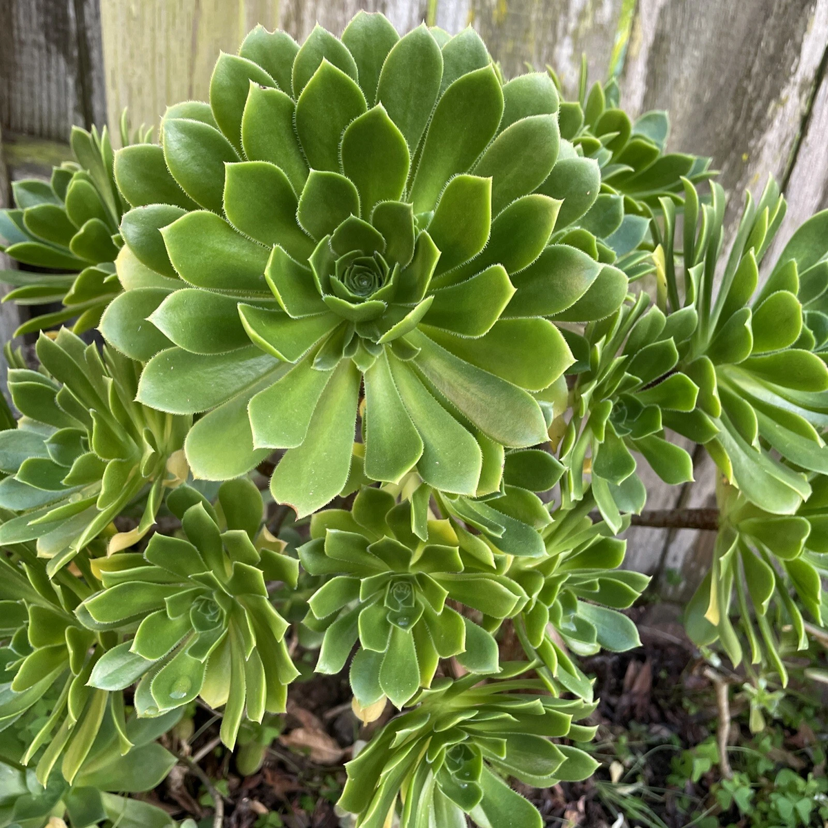 Green Aeonium Succulent Cuttings – 20 Fresh Unrooted Rosette Plants for Pots, Rock Gardens & Propagation