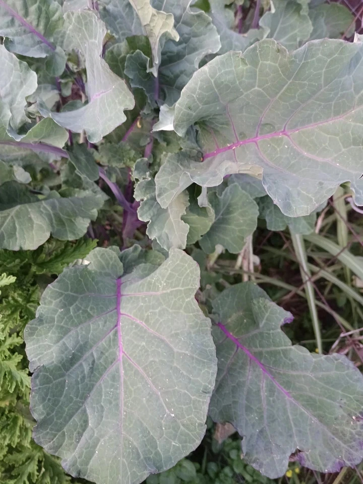 Perennial Purple Leaf Tree Collard Cutting – Live Brassica oleracea var. acephala for Garden or Container Planting