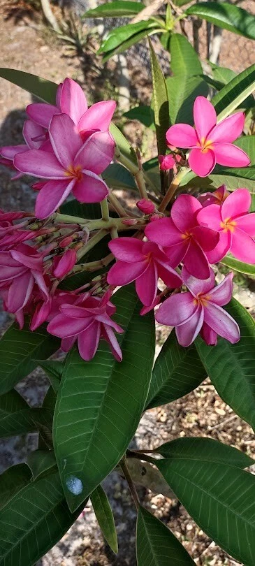 Pink Fuchsia Plumeria Cutting – Tropical Frangipani Live Plant for Propagation and Gardening