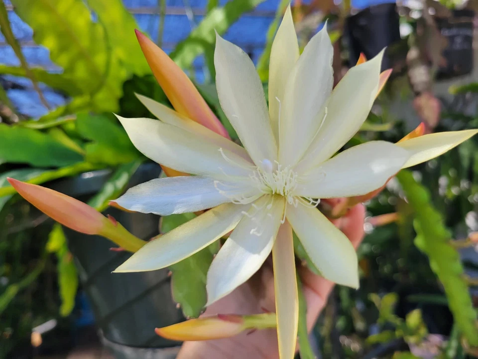 Epiphyllum Pixie Dust Cuttings – Unrooted Orchid Cactus Propagation, 8–10 Inch Trailing Epiphyllum Planting Material