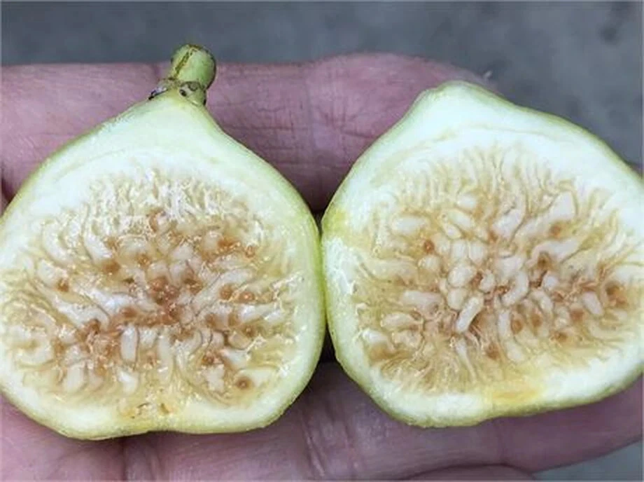 White Marseilles Fig Cutting – Ficus carica, Unrooted Hardwood Cutting with 3+ Nodes, 8 Inch Length for Planting