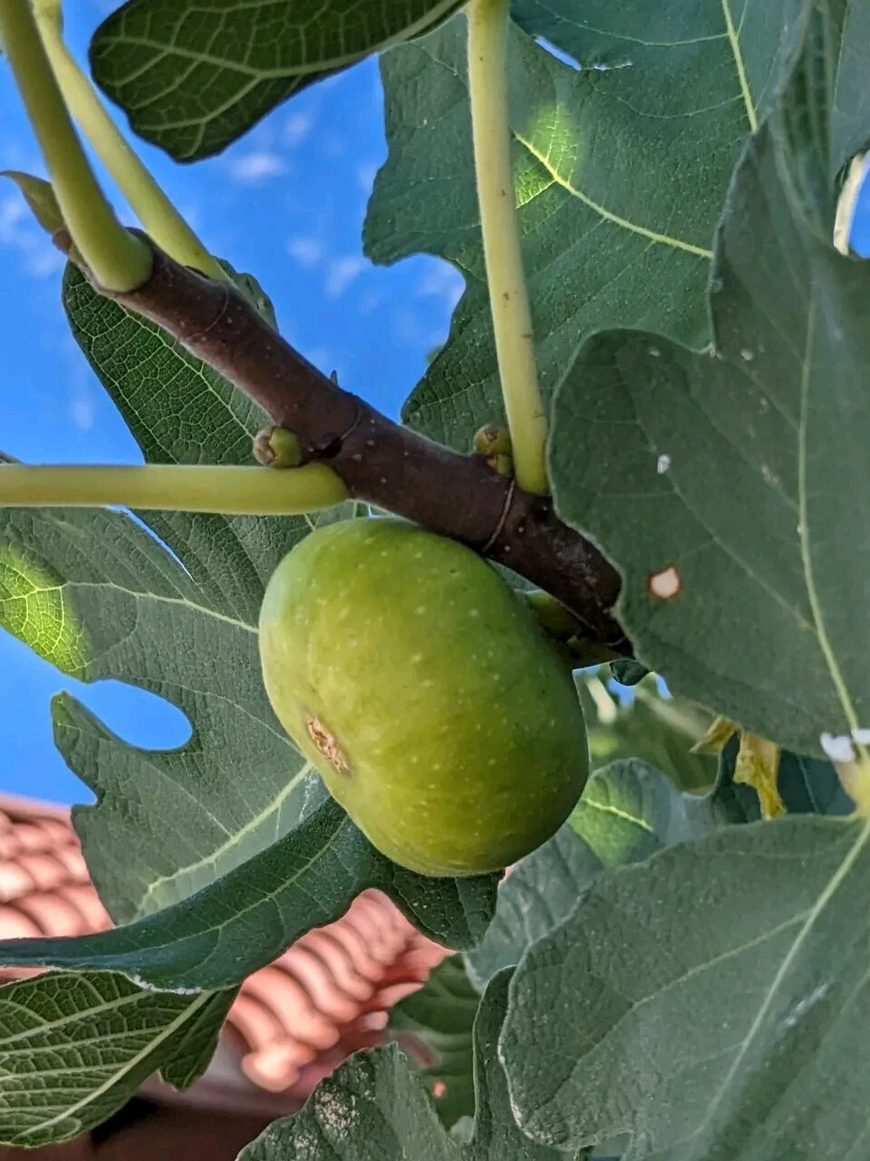 Green Turkish Fig Tree Cuttings – 10 Unrooted Ficus carica Grafting & Rooting Stock, Green Fruit, Full Sun