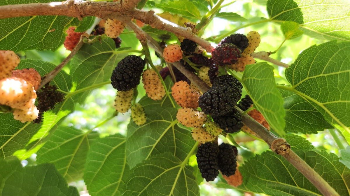 Black Mulberry Tree Cuttings – 25 Live Morus nigra Propagation Cuttings for Fruit Tree Planting
