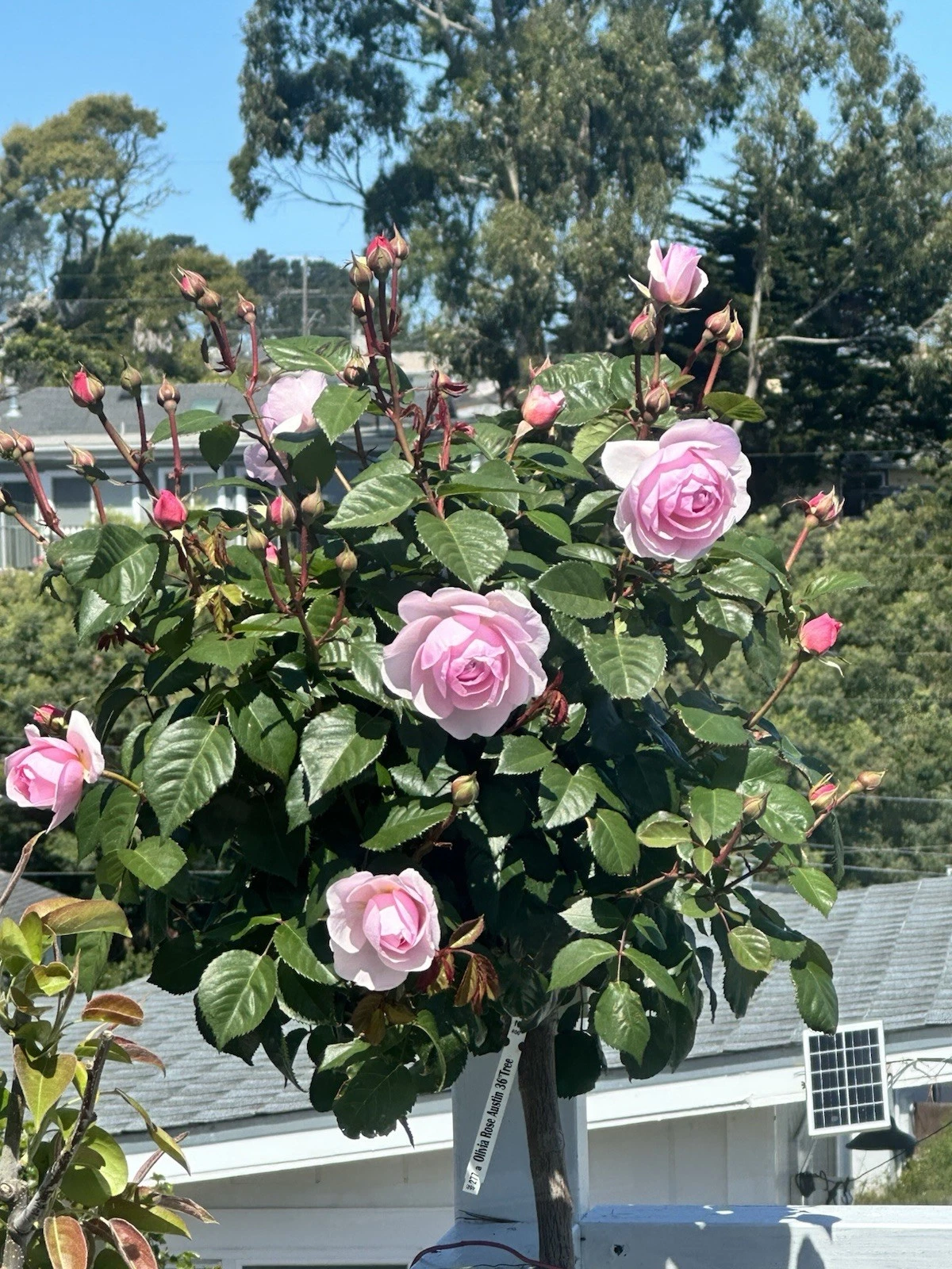 Olivia Rose Rose Stem Cuttings – 5 Unrooted Propagation Cuttings for Garden & Container Growing Rosa 'Olivia'