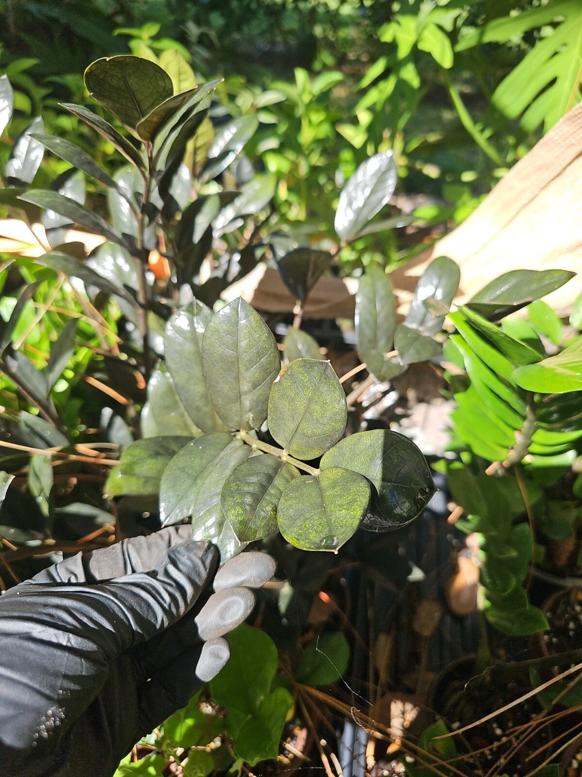 Black Raven ZZ Plant Cutting – 2 Nodes, Unrooted Zamioculcas zamiifolia Raven Propagation, Indoor Houseplant