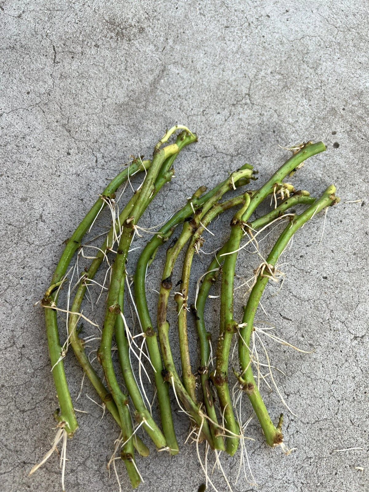 White Sweet Potato Slips – 10 Rooted Vine Cuttings for Garden Beds & Containers – Ipomoea Batatas Starts