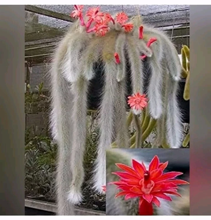 Monkey Tail Cactus Cutting – 8 Inch Fuzzy Trailing Succulent Stem – Cleistocactus winteri / Hildewintera colademononis
