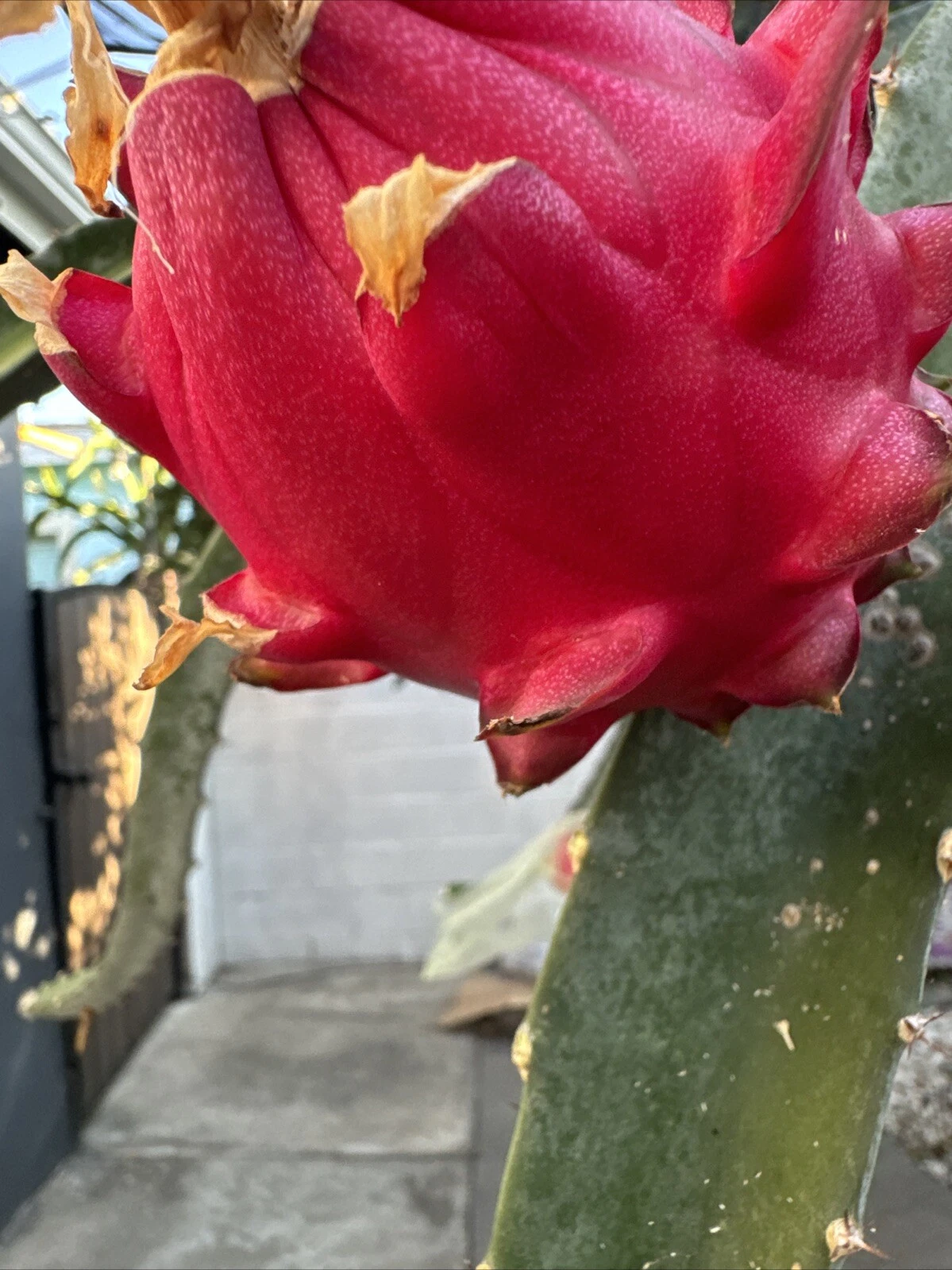 Orajona Dragon Fruit Cutting – 12-18 Inch Live Climbing Cactus Vine for Planting, Selenicereus sp.