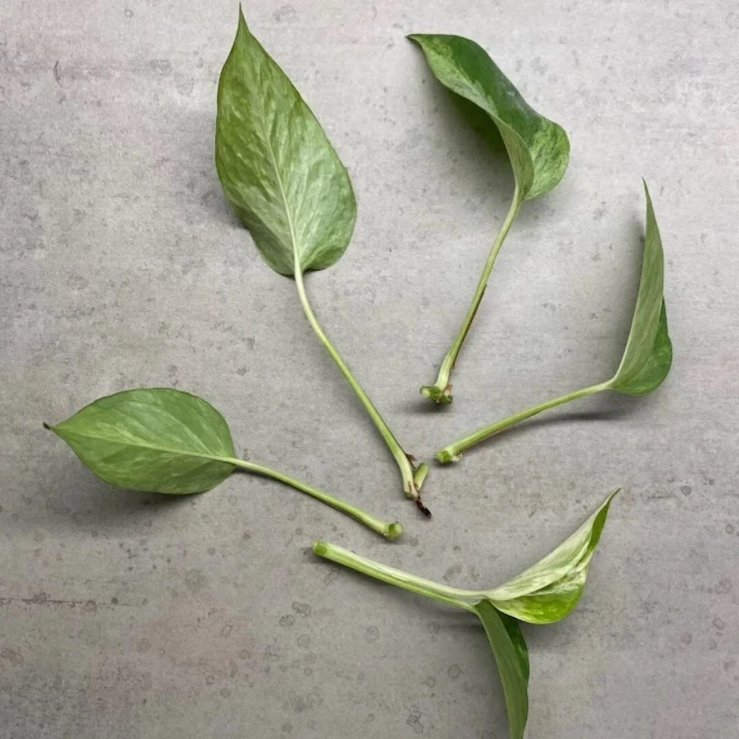 Unrooted Marble Queen Pothos Cuttings – Variegated Epipremnum aureum Propagation in Sphagnum Moss