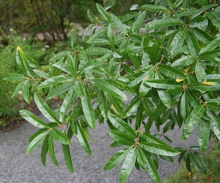 Willow Oak Cuttings – 10 Live Unrooted Quercus Phellos Propagation Material for Native Tree Growing