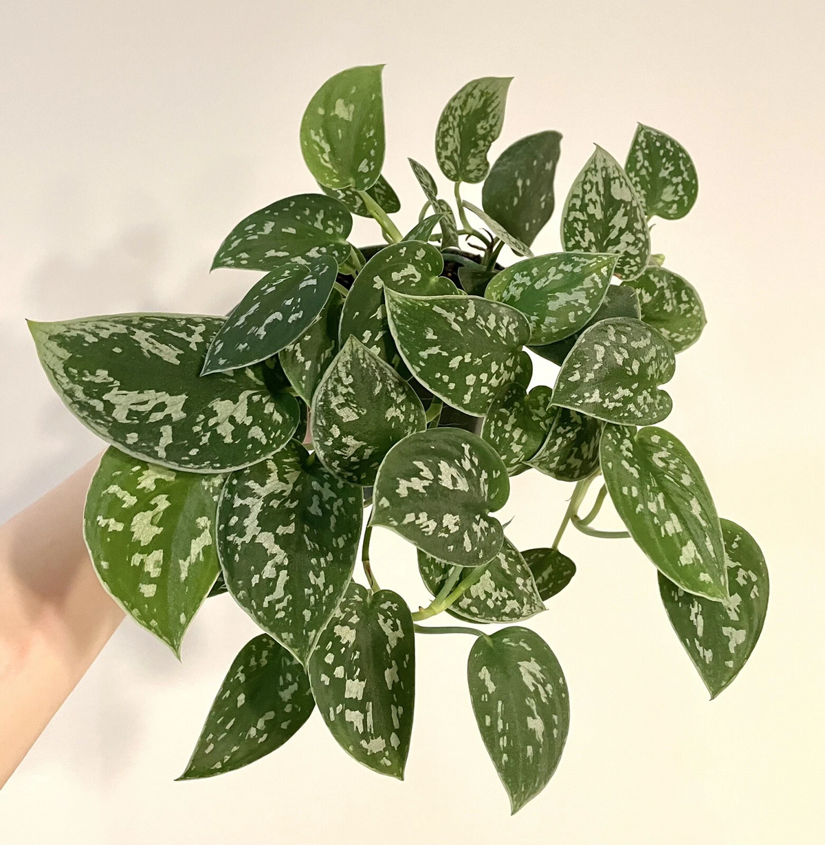Silver Ann Pothos Cuttings – 2 Unrooted Scindapsus pictus ‘Silver Ann’ Houseplant Propagation Material
