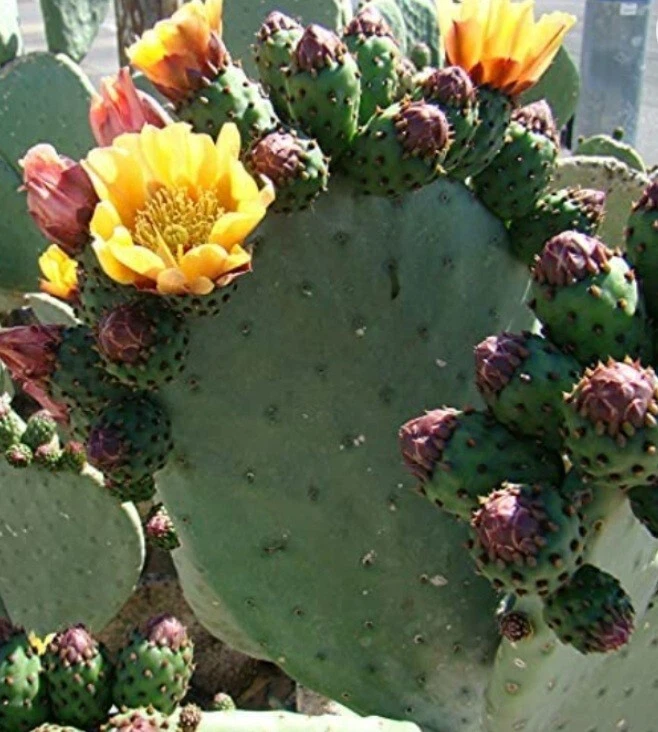 Prickly Pear Cactus Cutting – Opuntia spp. Flat Pad for Propagation, Hardy Cactus Plant, Drought Tolerant, Full Sun, Well-Draining Soil