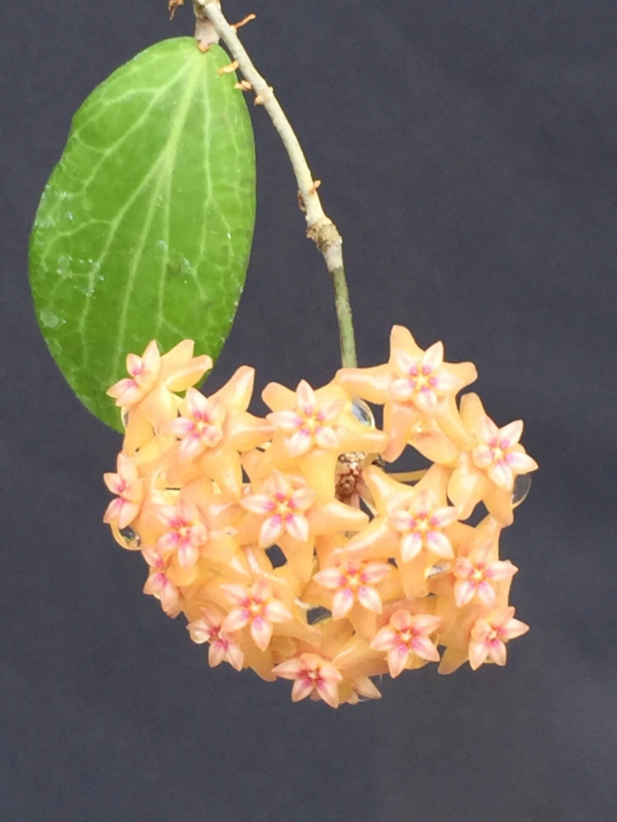 Hoya fitchii Rooted Live Plant in 2.5 Inch Pot, Wax Houseplant with Decorative Foliage, Indoor Trailing Vine