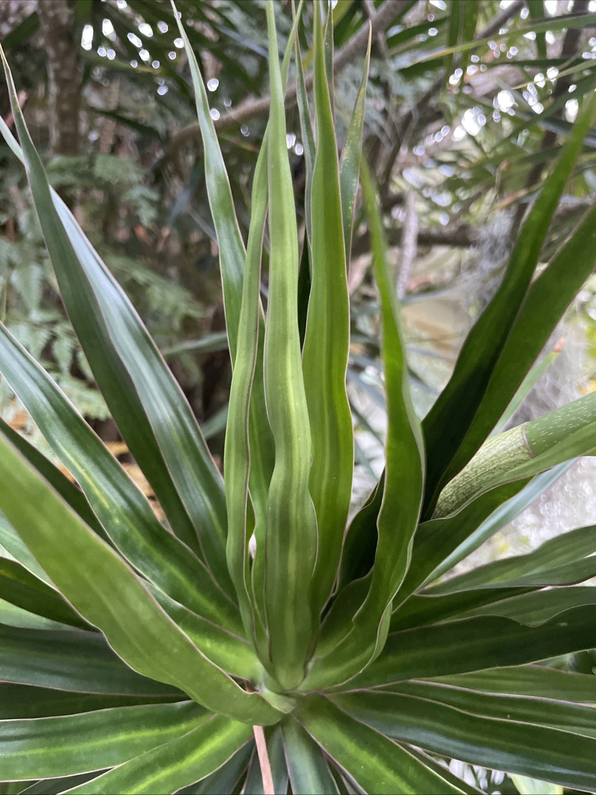 Unrooted Dragon Tree Cuttings – 5 Live Dracaena Marginata Indoor Houseplant Propagation