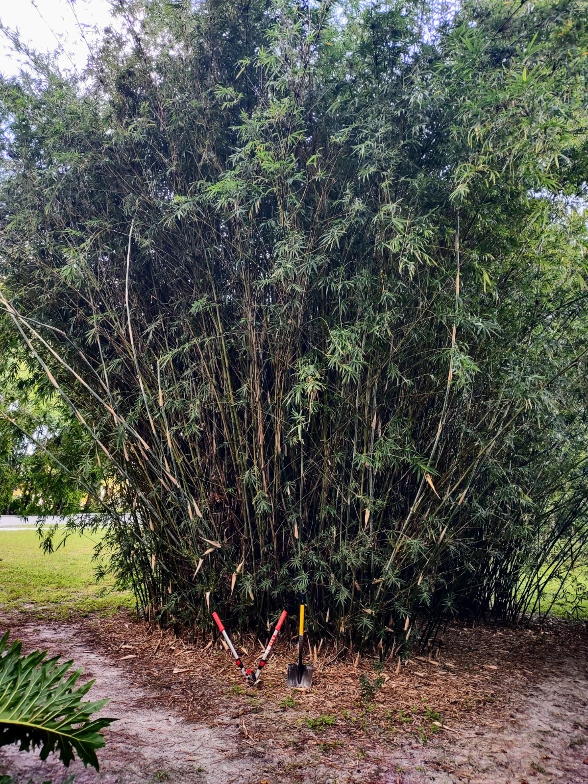 Clumping Bamboo Starter Plant – Bambusa multiplex Green Hedge Bamboo for Containers & Garden Landscaping