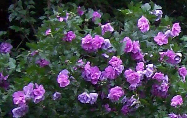 Double Purple Pink Rose of Sharon Cuttings – 10 Unrooted Hibiscus Syriacus Live Shrub Stems for Propagation