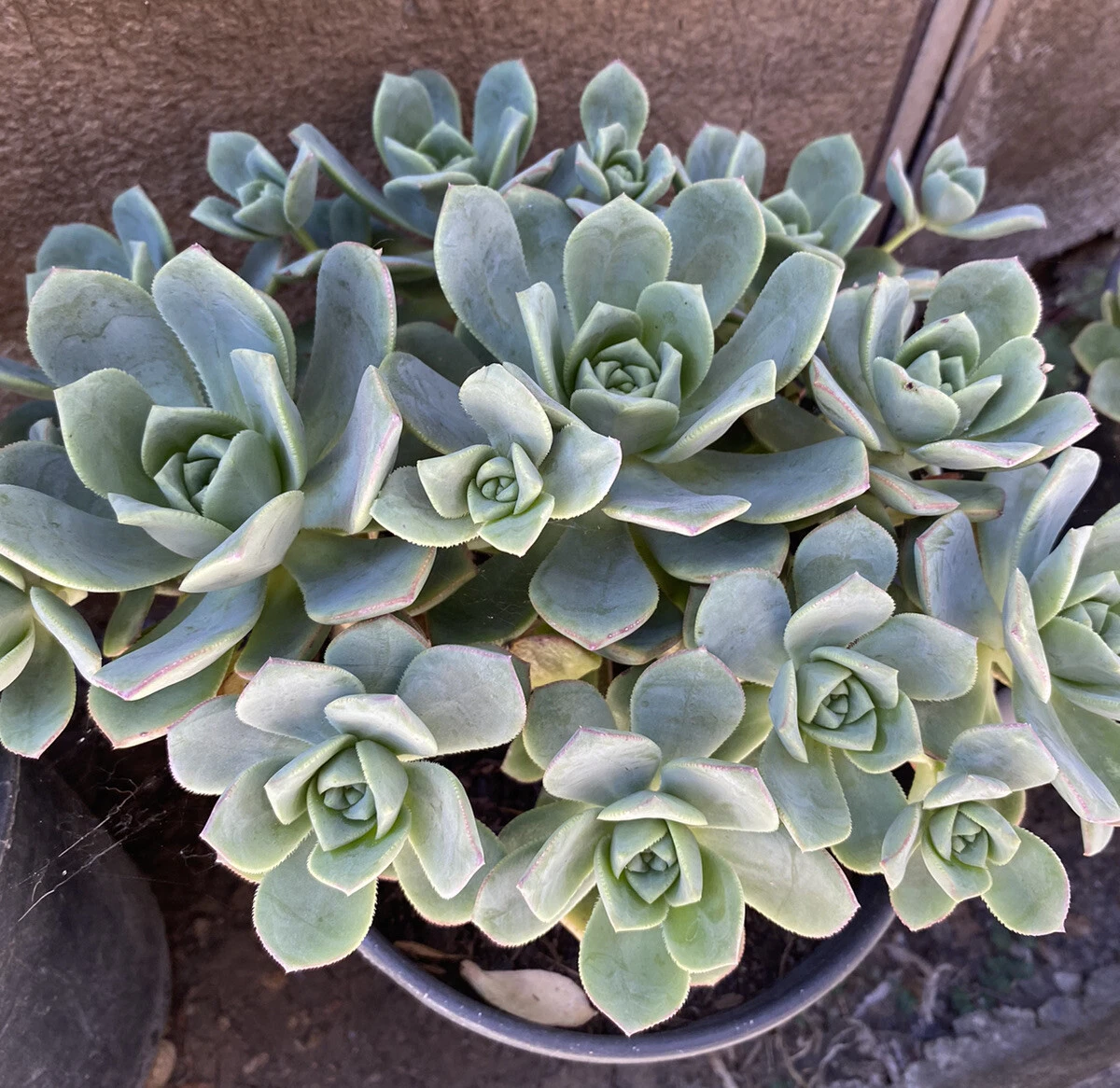 Unrooted Aeonium haworthii Pinwheel Succulent Cuttings – 10 Rosettes for Propagation, Green Foliage, Ornamental Succulent