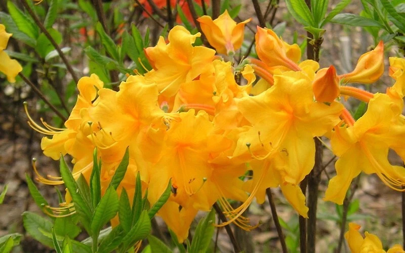 Appalachian Gold Aromi Azalea Rhododendron Deciduous Starter Plant, Small Yellow Spring Blooms, Rhododendron ‘Appalachian Gold’