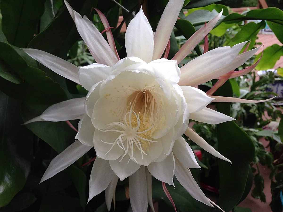 Queen of the Night Orchid Cactus Cuttings Epiphyllum oxypetalum Set of 2 for Rooting & Propagation